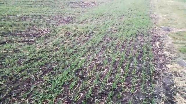 Огляд озимої пшениці. смотреть онлайн