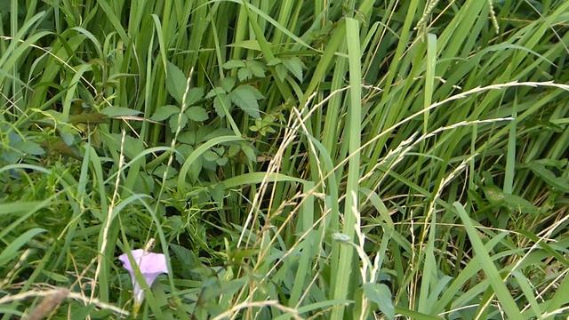 フルHDでムビる00831 優雅に飛翔するジャコウアゲハ♀ смотреть онлайн