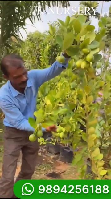 Hybrid lemon fruiting stage trees available смотреть онлайн