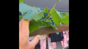 Нормировка винограда перед цветением