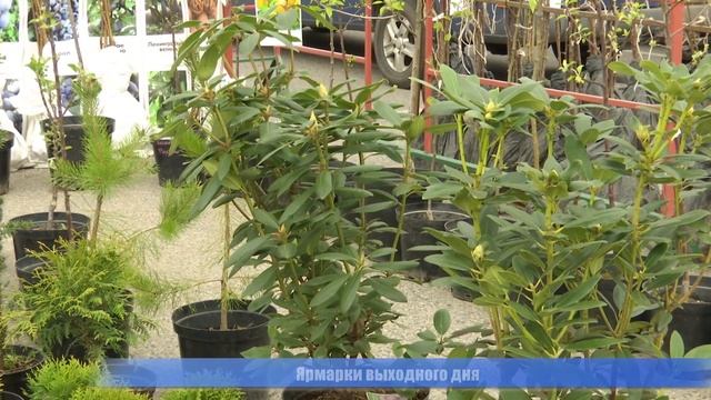 В Гомеле стартовали сельскохозяйственные ярмарки выходного дня смотреть онлайн