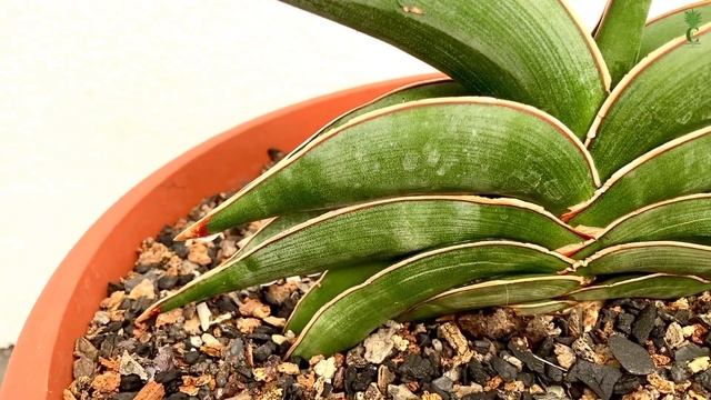 Sansevieria | Succulents || Sansevieria Rorida