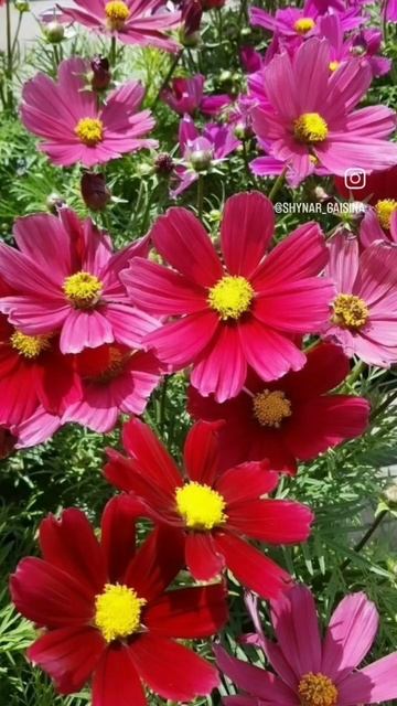 Космея рассадой смотреть онлайн