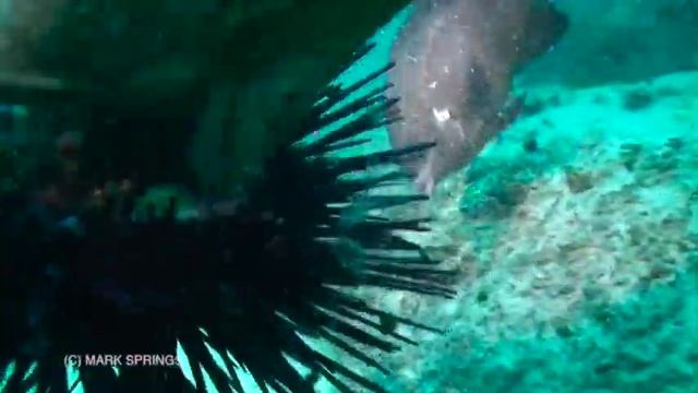 THE HUNGRY MORAY EEL смотреть онлайн