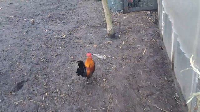 КАЧИНИЙ ЗАМІС НА ПОДВІР'Ї. ГАЗОННЕ СІНО ДЛЯ ПТИЦІ - І НЕ ПОТРІБНО СІНОРІЗКИ 😀 смотреть онлайн