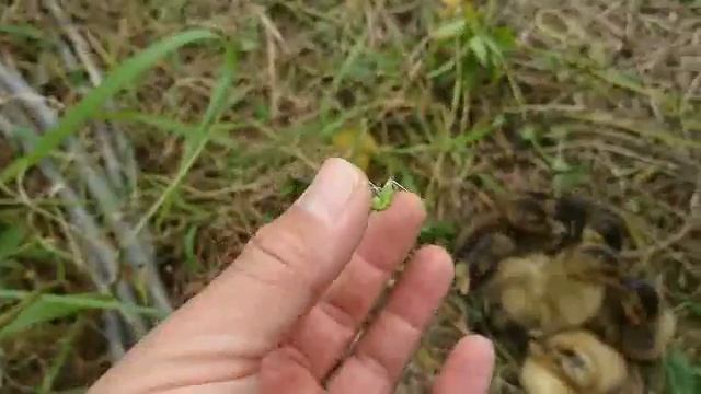 キリギリスの幼虫を食べる012 смотреть онлайн