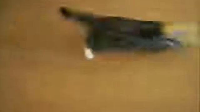 Смешные КОШКИ SK смотреть онлайн