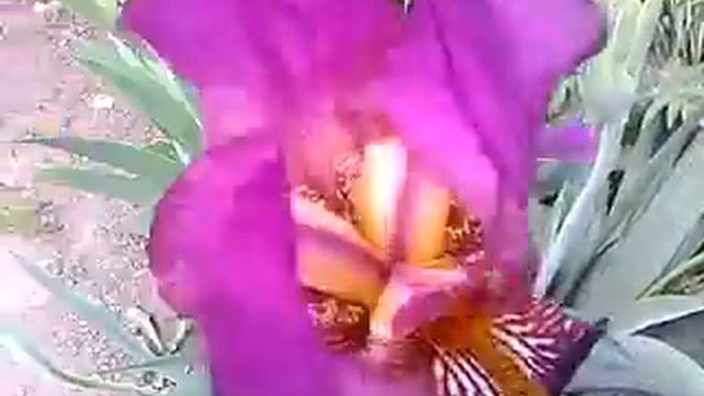 Ирисы(2) смотреть онлайн