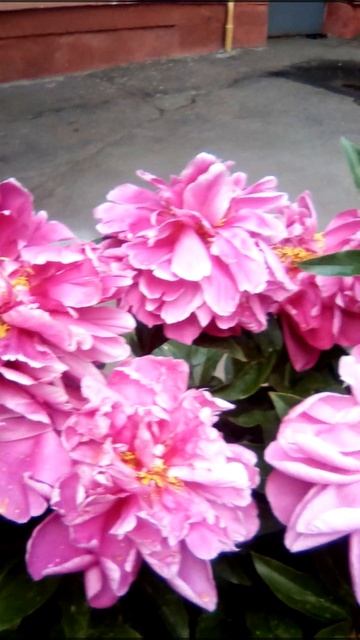 Голубь пионы и муха смотреть онлайн