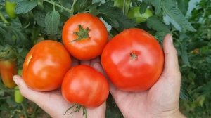 Pomidor odmiany Berberana F1