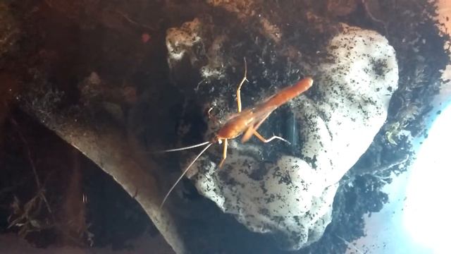 Ichneumon Wasp (Parasitoid Wasp) смотреть онлайн