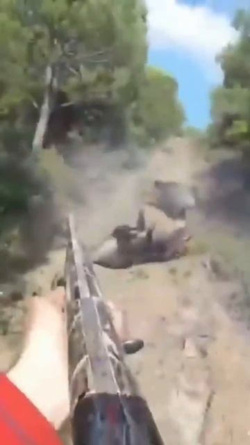 Wild boar #hunting #hunting #wildboar #shorts #short #chasse #caccia #boar #hunt смотреть онлайн