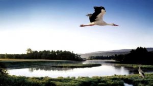 Песня "Белоруссия"