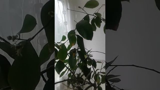 Кыргызыстан да лимон осот смотреть онлайн