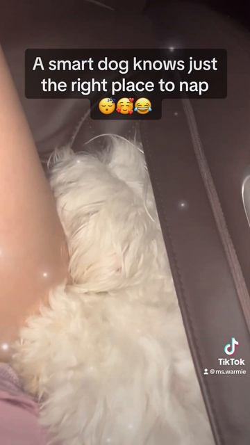 What’s the best place for dogs to nap? Do Maltipoos like to cuddle? #cuddle #nap #maltipoo #sleepin смотреть онлайн