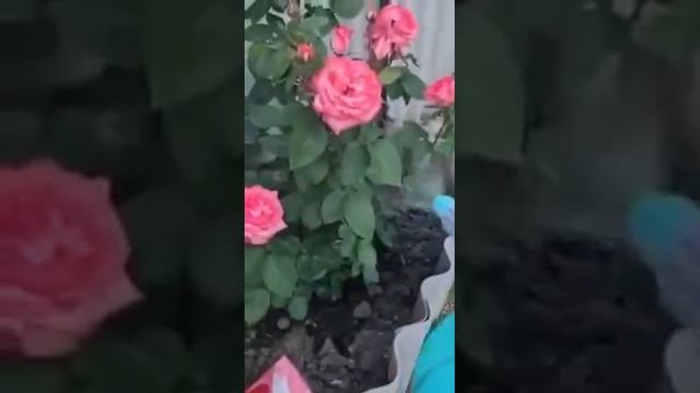 #greenway #гринвей #оттли #спасаемрозы  GREENWAY!ПЛАСТИНЫ ДЛЯ СТИРКИ  ЗАЩИЩАЮТ ОТ ТЛИ!