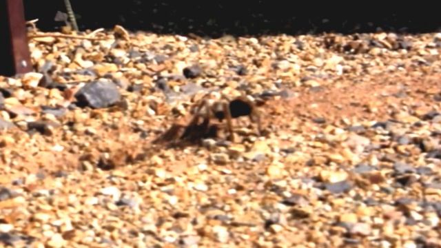 Black tarantula named after Johnny Cash смотреть онлайн