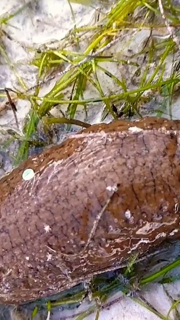 Живот Морского Огурца Красный смотреть онлайн