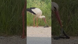 Аист расправляется со змеёй