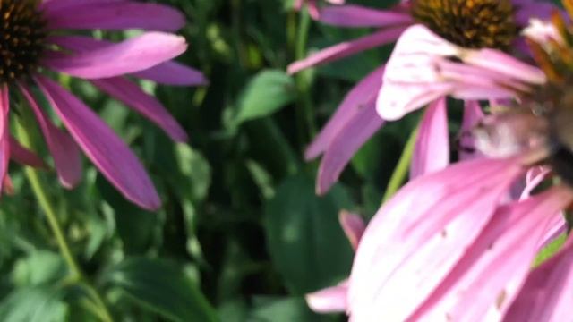 Purple Cone Flowers (Echinacea Purpurea) & Bumblebees смотреть онлайн