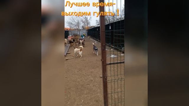 Мы идём гулять! Это лучшее время в нашем Центре ДД- выходим на прогулку! #собаки #приют #центрдд смотреть онлайн
