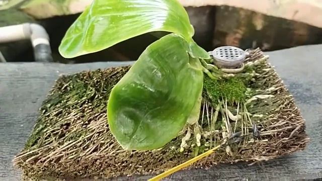 Phalaenopsis Javanica Var Alba