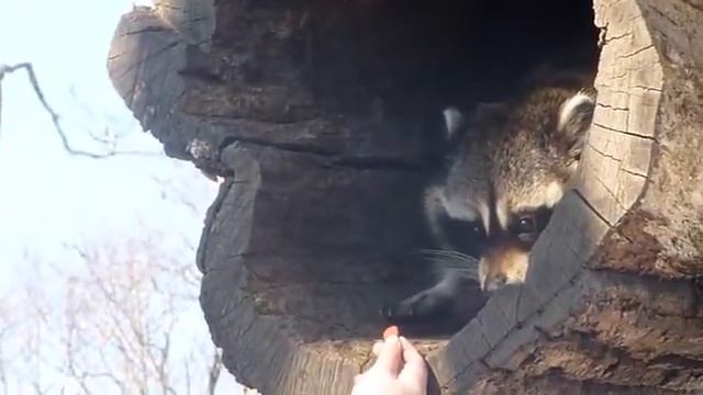 Милый енот смотреть онлайн