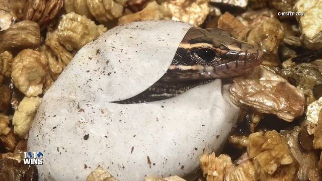 World's Smallest Chameleon Among Rarest Animals Born at Zoo In 2017 смотреть онлайн