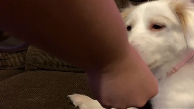 Dog ASMR (Chips, Treats, Dog food, Ice) смотреть онлайн