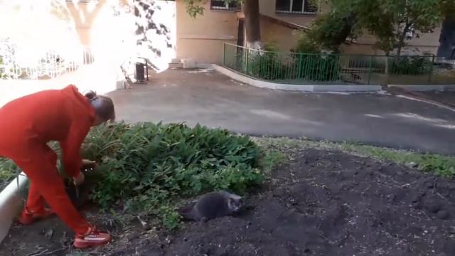 Домашние кошки вышли на улицу domestic cats went outside . cats on the street . смотреть онлайн