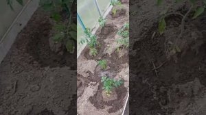 подкармливаю томаты в теплице от Органик микс