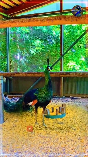 孔雀 Beautiful Peacocks Video 56 #animals #peacock #孔雀 #动物 #china #india #kidsfun #kidsvideo #kids 20 смотреть онлайн