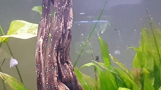 Sapphire Flames 💙🔥 смотреть онлайн