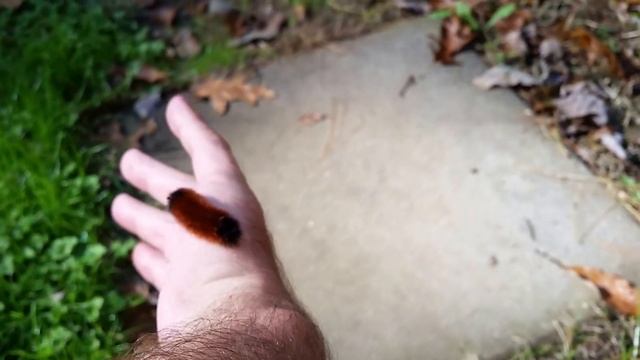 Banded Woolly Bear Caterpillar (Pyrrharctia isabella) смотреть онлайн