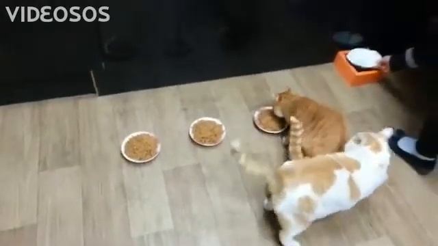 ТОП 10 ПОДБОРКА! СМЕШНЫЕ КОТЫ ЛУЧШИЕ ПРИКОЛЫ 2021!КОШКИ ПРИКОЛЫ С КОШКАМИ И КОТАМИ 2021 Funny Cats смотреть онлайн