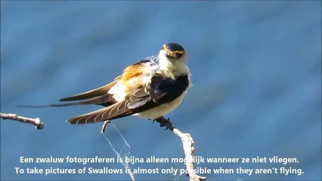 Roodstuitzwaluw, Cecropis daurica, Golondrina dáurica, Даурська ластівка, Burung layang-layang mera смотреть онлайн