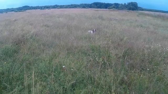 БРЕТОН КОЖАНЫЙ НОС ЗУЛЕЙКА ДУПЕЛЬ 2022 смотреть онлайн