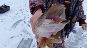 Волга 7-8 февраля 25 го