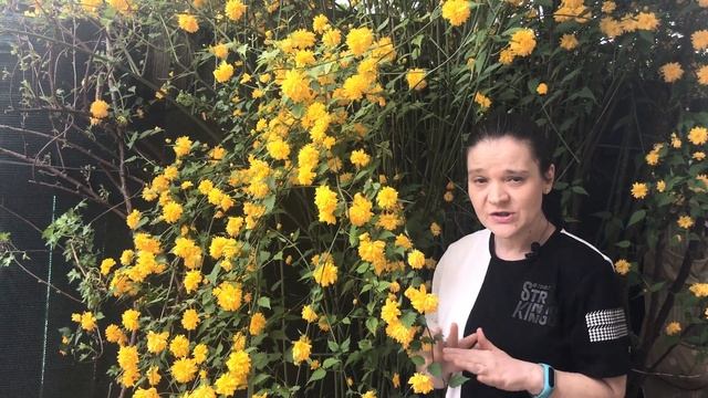 Cum se taie corect Kerria, ca sa infloreasca mult смотреть онлайн