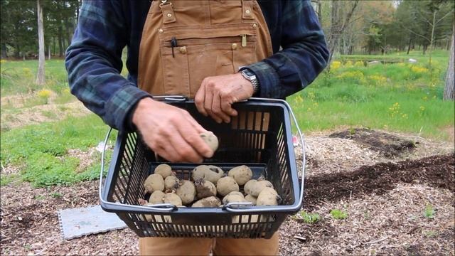 Tips and Ideas on How-to Plant Adirondack Blue Flesh Potatoes in Your Garden! смотреть онлайн