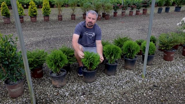 All About Tom Thumb Arborvitae - Compact Growing Conifer смотреть онлайн