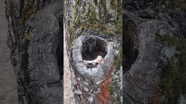 Здесь было Бирюлёвское кладбище... Причудливые кладбищенские деревья... смотреть онлайн