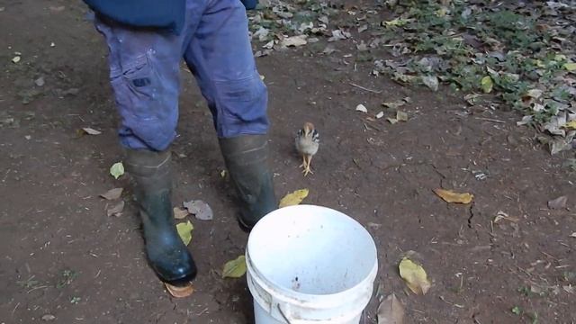 cassowary chick - abandoned смотреть онлайн