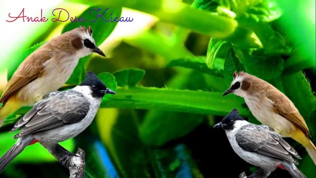Suara Pikat Semua Jenis Burung Kecil 2024 ( Mp3 Suara Pikat Paling Ribut )
