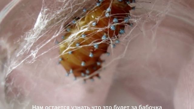 Гигантская бабочка! 18 см размах крыльев! Сатурния смотреть онлайн