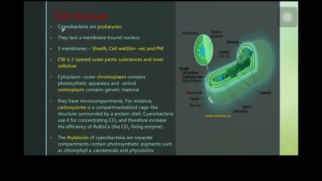 General characteristics of Cyanobacteria смотреть онлайн