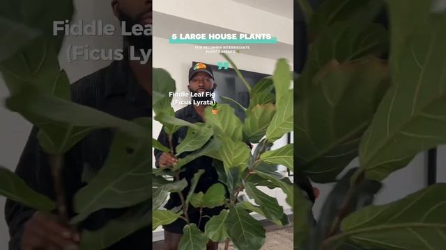 East large house plants 🪴 #houseplants #plantcare #plants смотреть онлайн