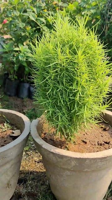 beutiful of kochia plant#shorts смотреть онлайн