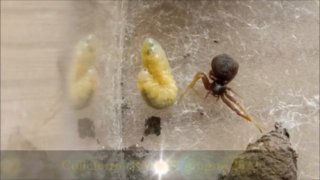 Metamorfosi della ''Vespa vasaio'' смотреть онлайн