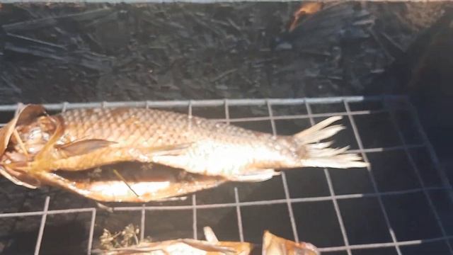 копчение сазана ч4 смотреть онлайн